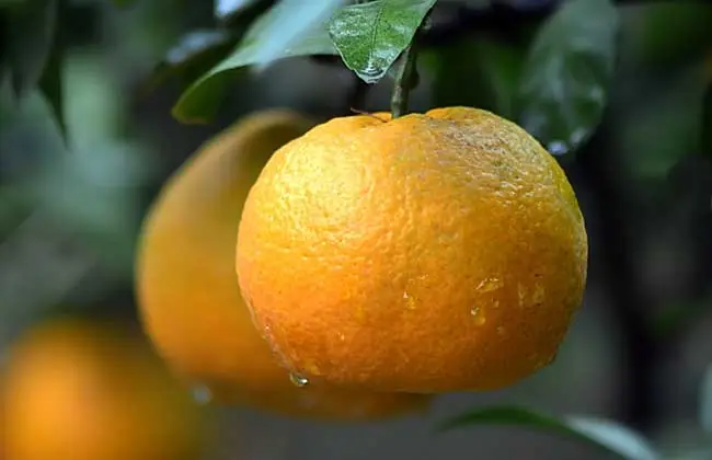 柑橘膨大转色，科学方案应对！