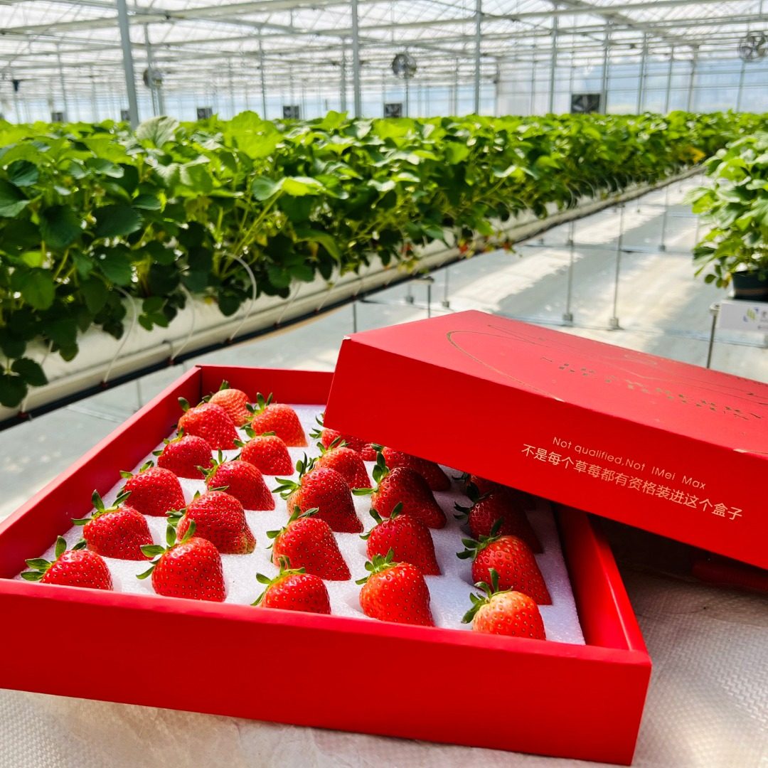 古天乐代言太阳娱乐app | 继番茄之后，丰码草莓再获GAP认证！