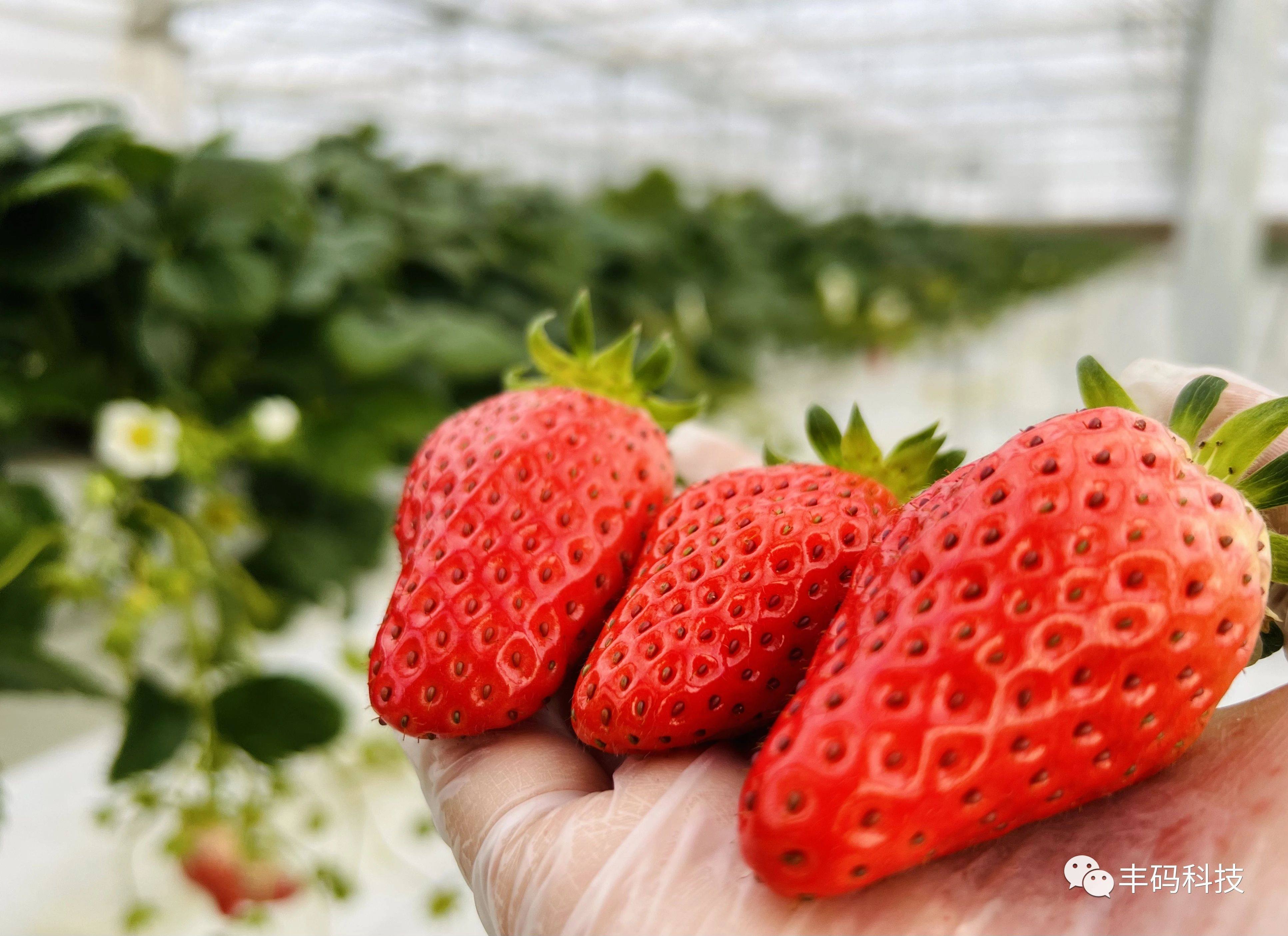 Fengsheng | After Tomatoes, Fengma Strawberry has once again obtained GAP certification!