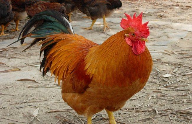 鸡容易得大肠杆菌的十二大原因！
