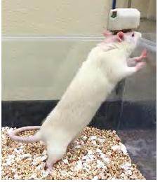 小动物脑化学物质检测系统