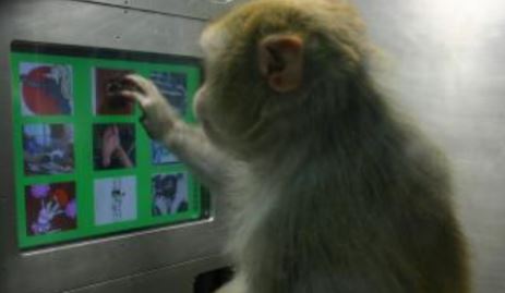 猴子触屏认知测试系统