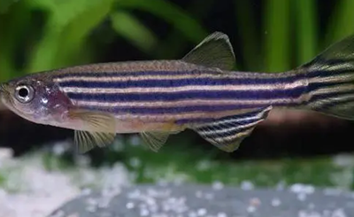 斑马鱼功效检测