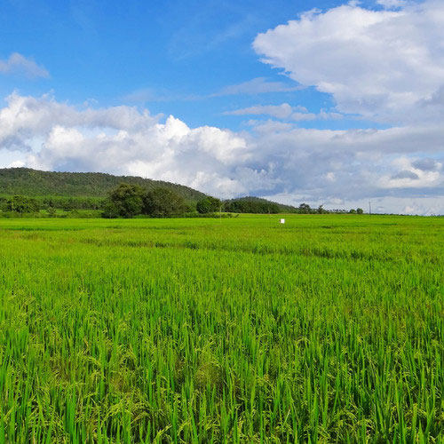 我国实现高产优质水稻设计育种