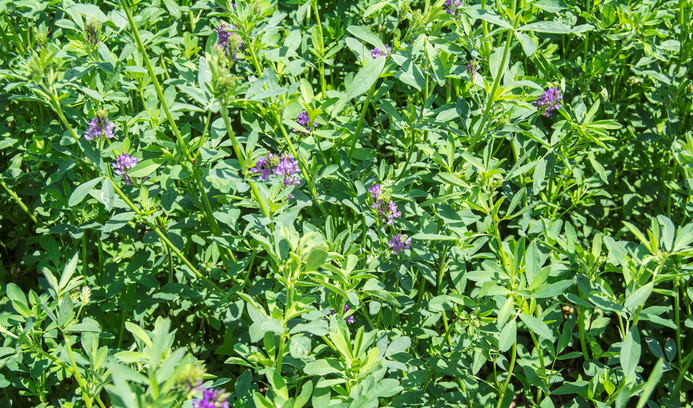 紫花苜蓿牧草
