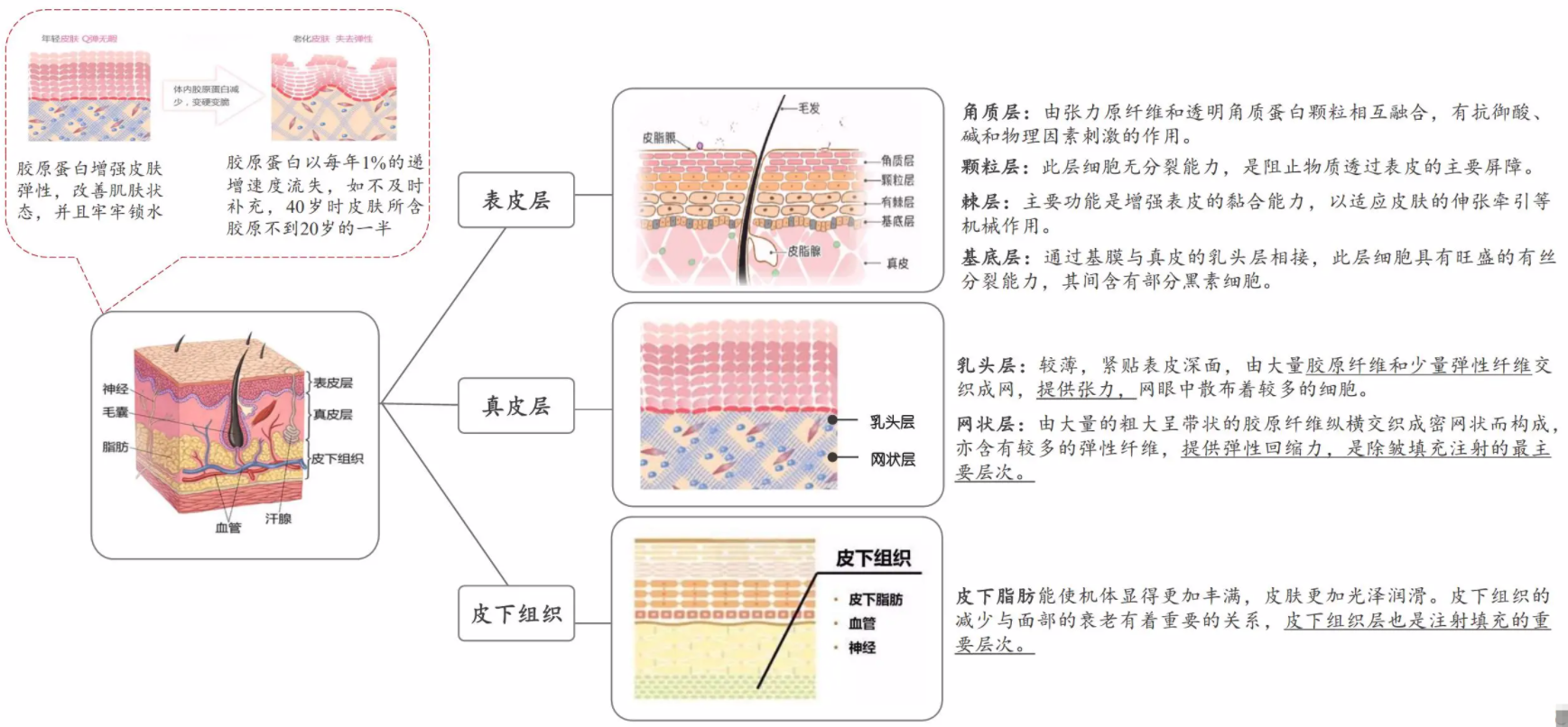 皮肤胶原蛋白知识