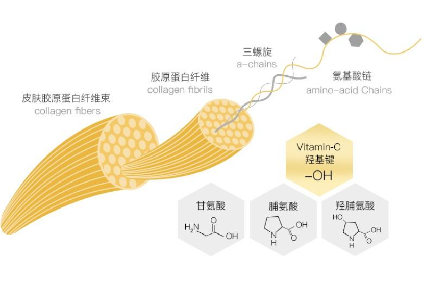 胶原蛋白的氨基酸组成