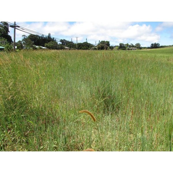 云农1号非洲狗尾草