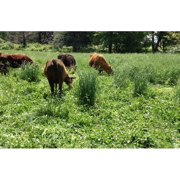 云农1号非洲狗尾草