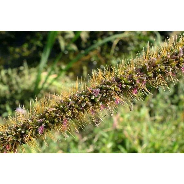 云农1号非洲狗尾草