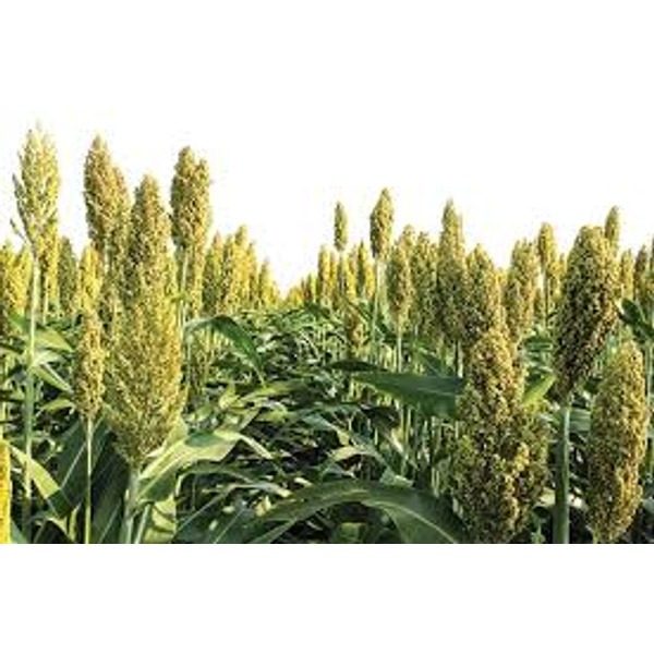 饲用高粱