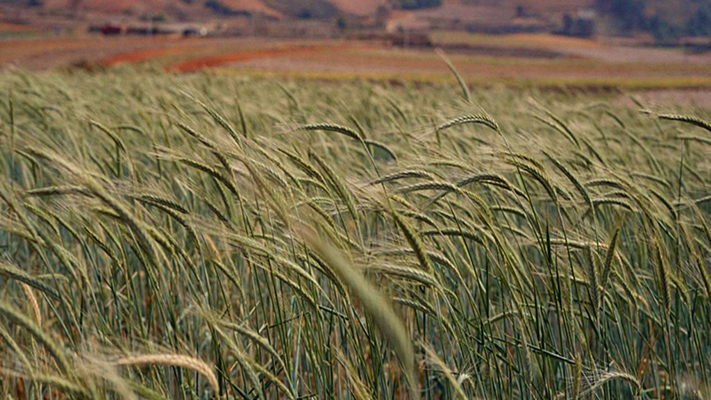 佳川农业公司丘北小黑麦新品种测产喜人 亩产鲜草最高达2700公斤