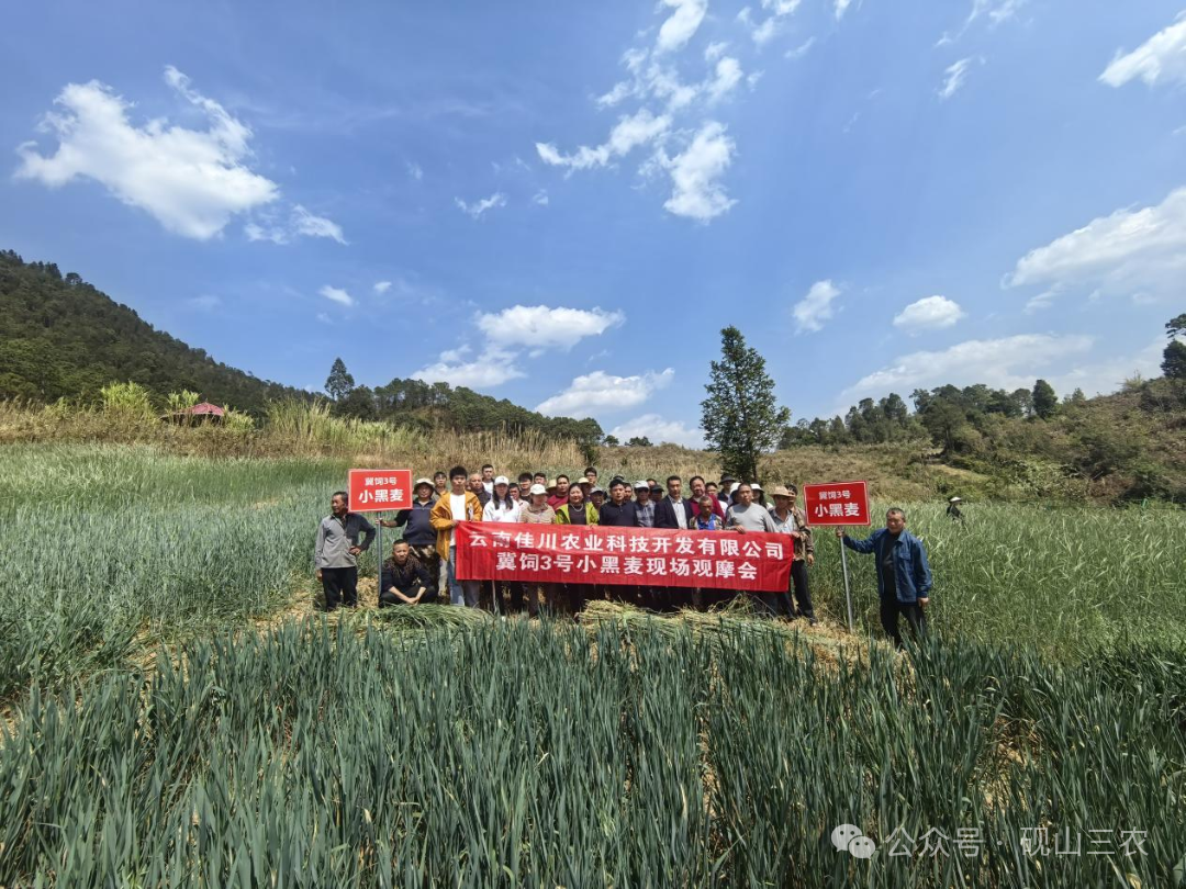 云南佳川农业科技开发有限公司联合砚山县农业农村和科学技术局开展优质饲草现场观摩培训会