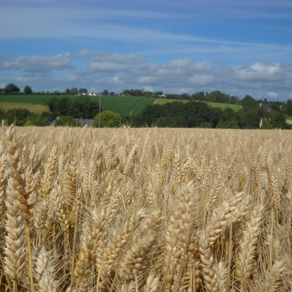 全国农技中心公布13种重大病虫抗药性监测结果