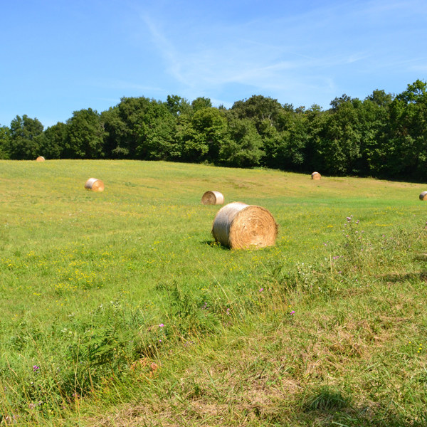 懂除草剂药害 学会应对之策