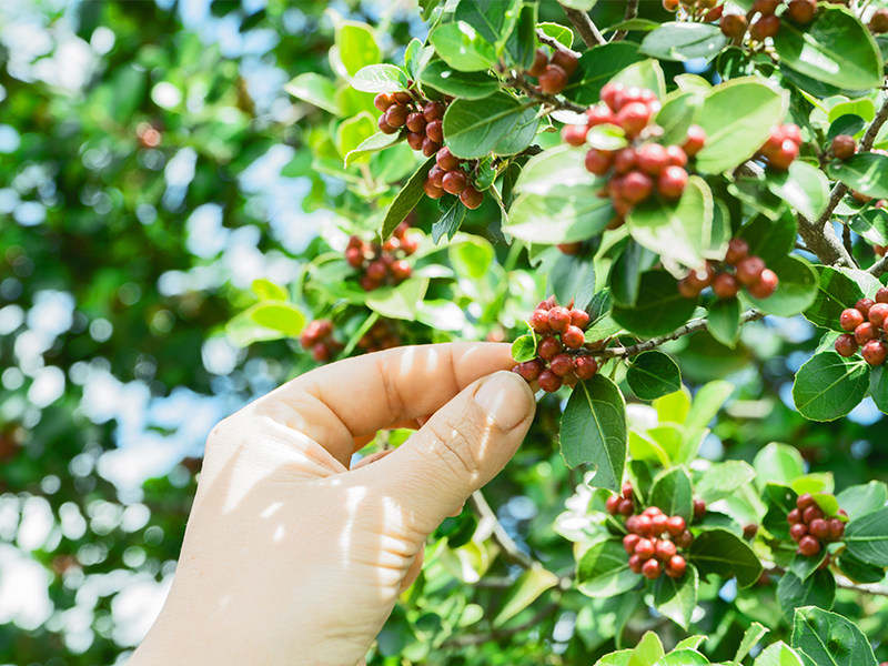 Coffee beans from China