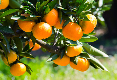 广东金辛医药生物科技有限公司官网 / 柑橘的功效与作用有哪些？