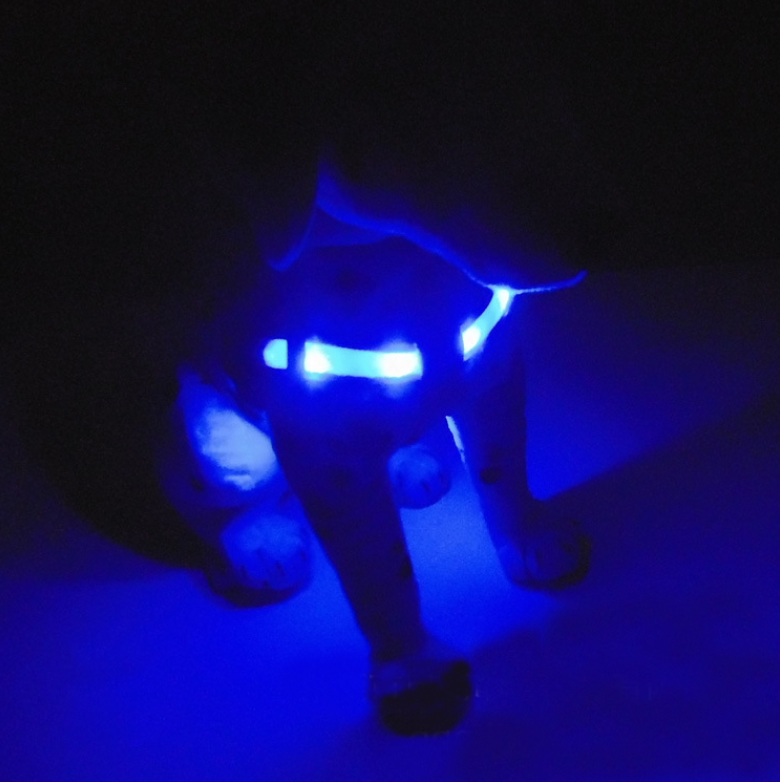 LED宠物背带