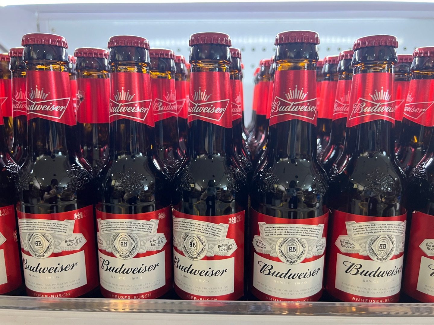 百威啤酒两箱特价（1200元）