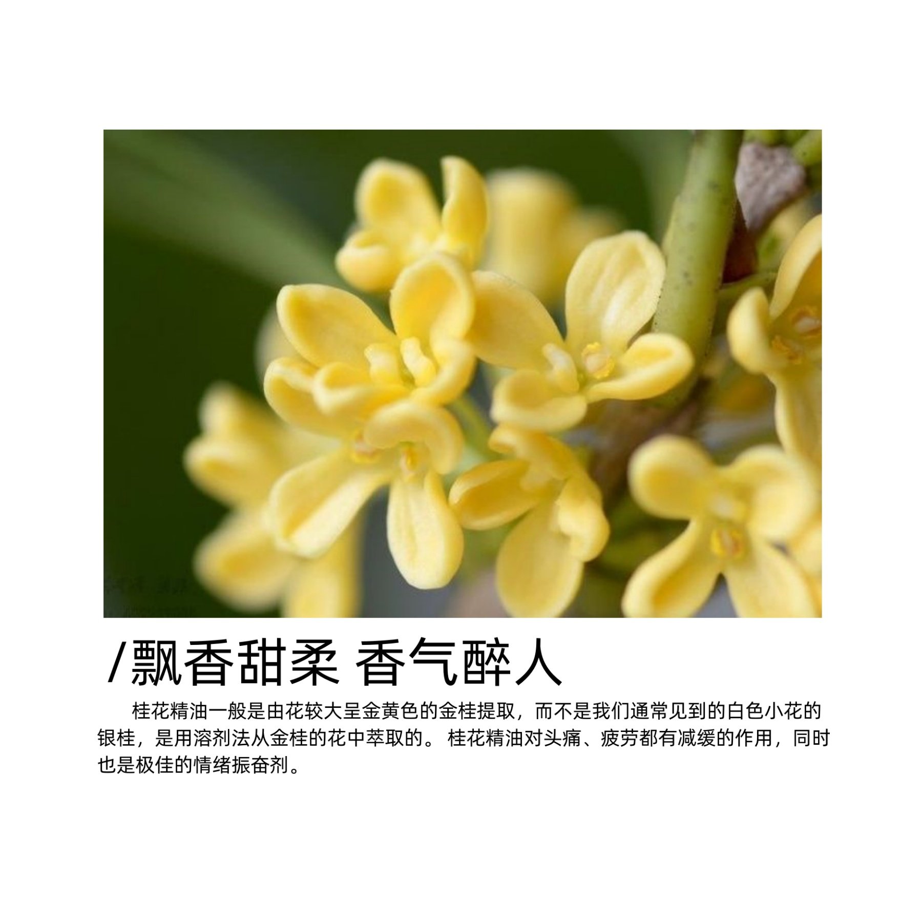 桂花精油