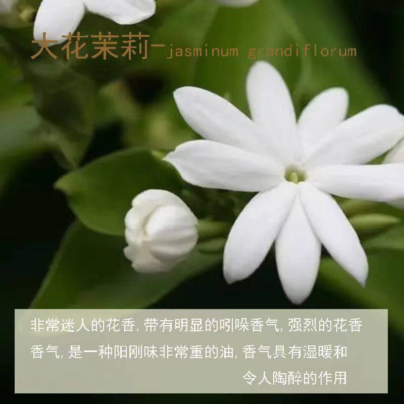 大花茉莉精油