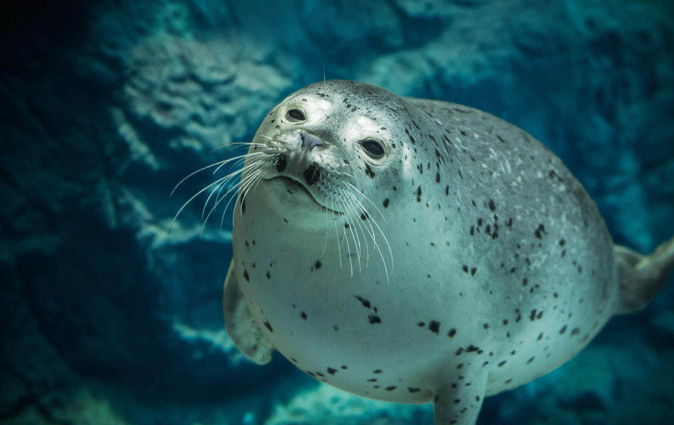 Osaka Aquarium