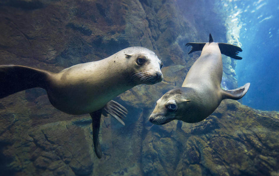 Osaka Aquarium