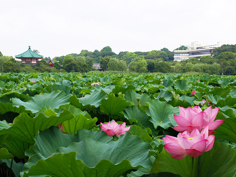 Ueno Park