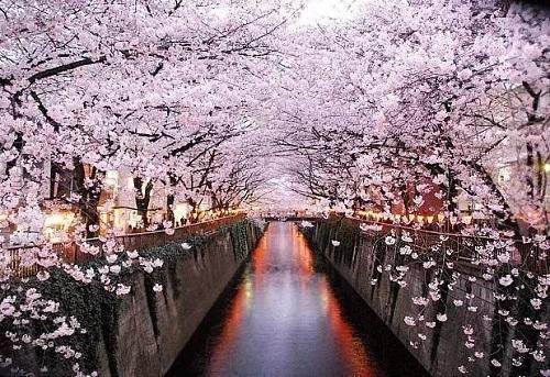 The Most Beautiful Sakura Appreciation Tour