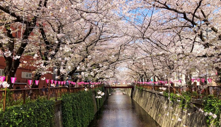 Tokyo Cherry Blossom 2023 Edition: Cherry blossoms are about to bloom. Are you ready for your itinerary? 10 cherry blossom viewing destinations