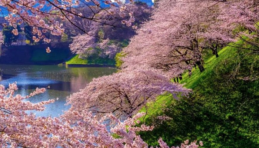 Tokyo Cherry Blossom 2023 Edition: Cherry blossoms are about to bloom. Are you ready for your itinerary? 10 cherry blossom viewing destinations