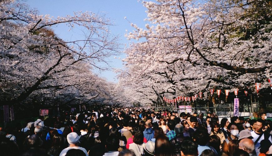 Tokyo Cherry Blossom 2023 Edition: Cherry blossoms are about to bloom. Are you ready for your itinerary? 10 cherry blossom viewing destinations