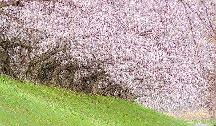 【京都赏樱】日本赏樱季即将到来！千年古都的京都樱花怎能错过？5个以漂亮闻名的赏樱景点既浪漫又好拍