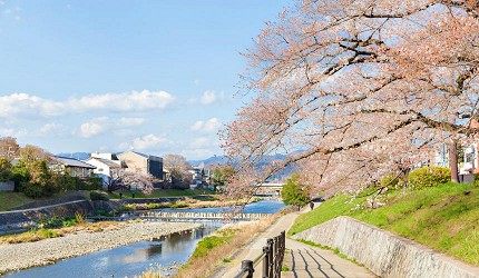 Kyoto Cherry Blossom 2023 Edition: The Japanese cherry blossom season is coming soon! How can one miss the cherry blossoms in the millennium old capital of Kyoto? 5 cherry blossom viewing spots famous for their beauty are both romantic and easy to take photos of