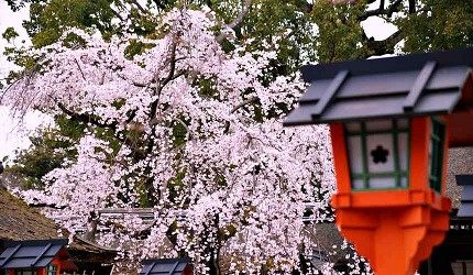 Kyoto Cherry Blossom 2023 Edition: The Japanese cherry blossom season is coming soon! How can one miss the cherry blossoms in the millennium old capital of Kyoto? 5 cherry blossom viewing spots famous for their beauty are both romantic and easy to take photos of