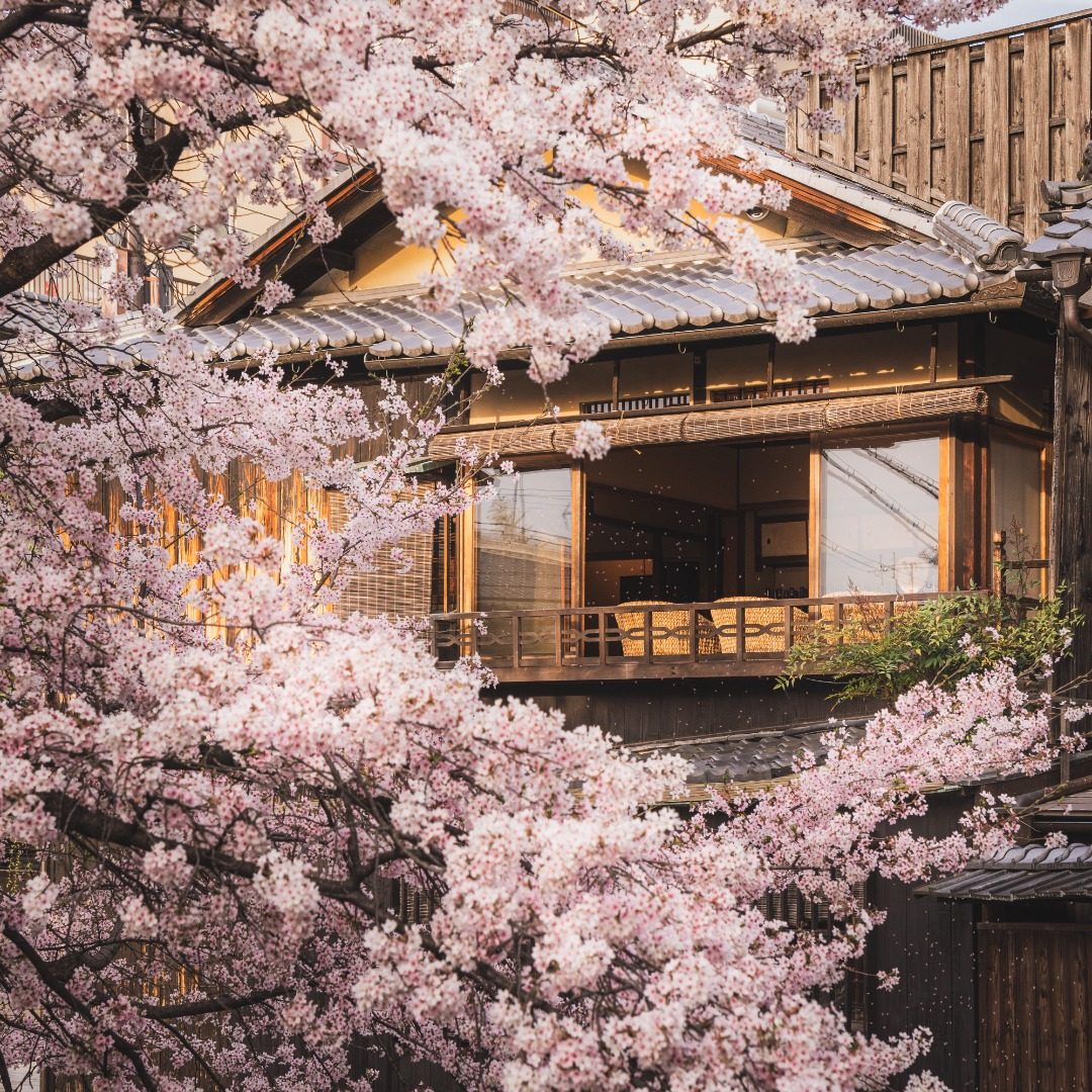 Kyoto Cherry Blossom 2023 Edition: The Japanese cherry blossom season is coming soon! How can one miss the cherry blossoms in the millennium old capital of Kyoto? 5 cherry blossom viewing spots famous for their beauty are both romantic and easy to take photos of