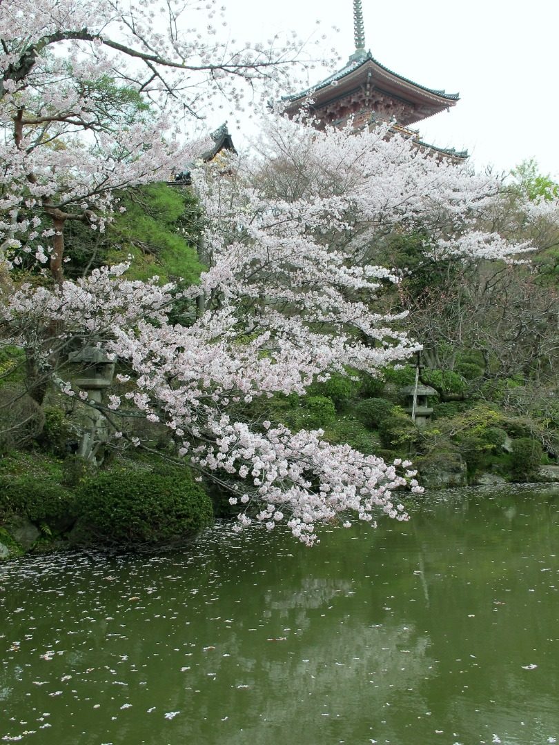 Kyoto Cherry Blossom 2023 Edition: The Japanese cherry blossom season is coming soon! How can one miss the cherry blossoms in the millennium old capital of Kyoto? 5 cherry blossom viewing spots famous for their beauty are both romantic and easy to take photos of