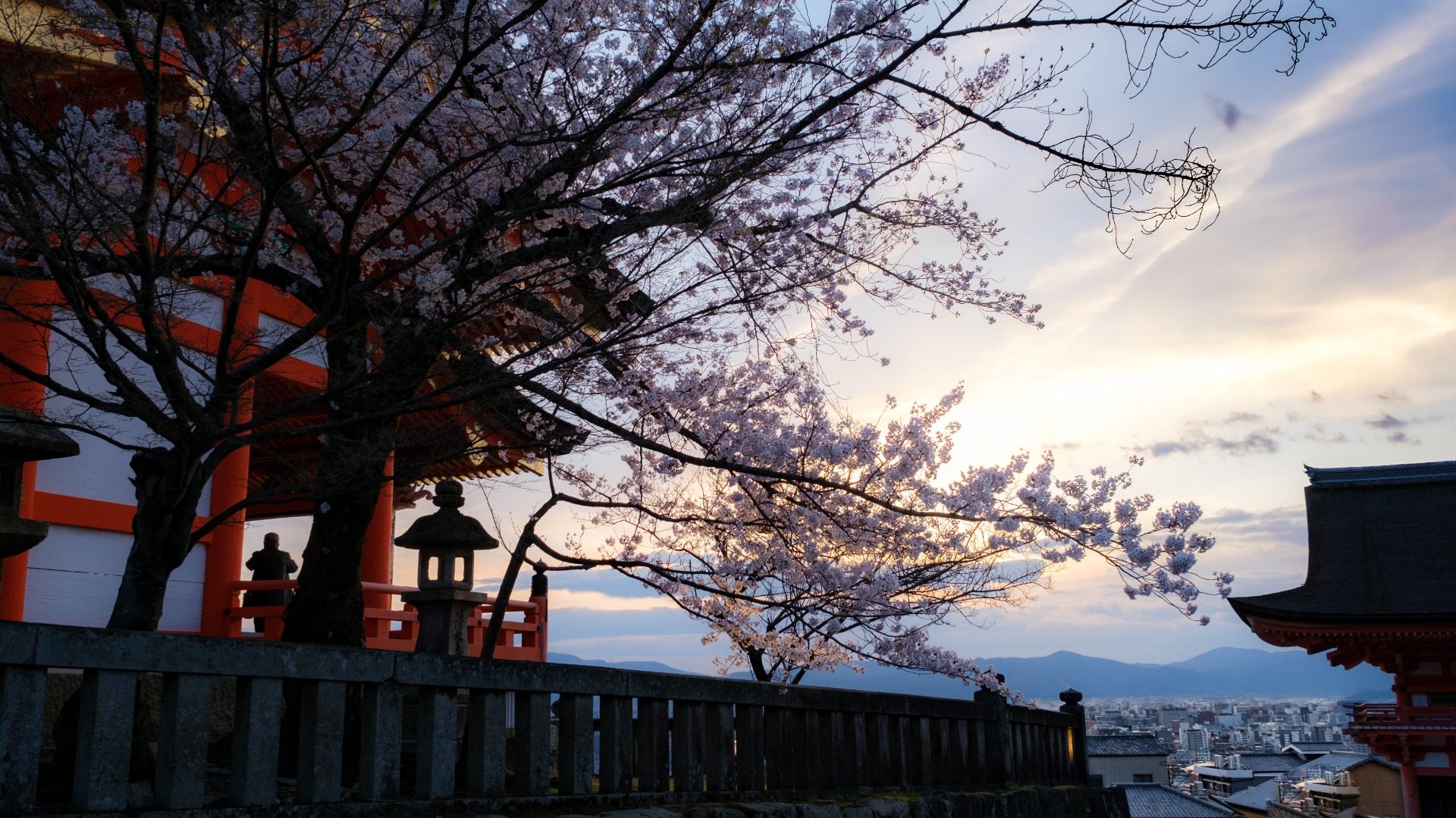 Kyoto Cherry Blossom 2023 Edition: The Japanese cherry blossom season is coming soon! How can one miss the cherry blossoms in the millennium old capital of Kyoto? 5 cherry blossom viewing spots famous for their beauty are both romantic and easy to take photos of