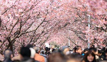 Osaka Cherry Blossom 2023 Edition: 5 must visit cherry blossom scenic spots!