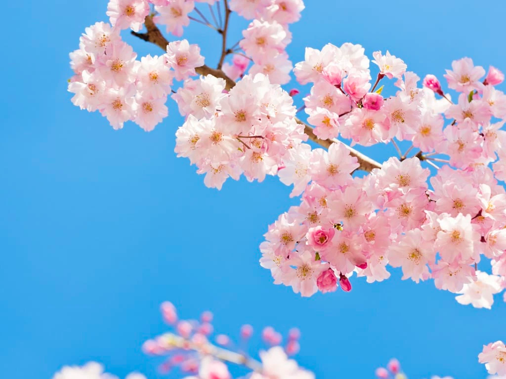 2023 [3/8 Latest] Sakura Blossoming and Blooming Meteorological Department Forecast