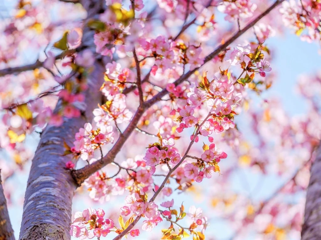 Recommended Cherry Blossom Appreciation Spots in Hokkaido [2023] Appreciate the cherry blossom scenery with a different flavor from that of Honshu