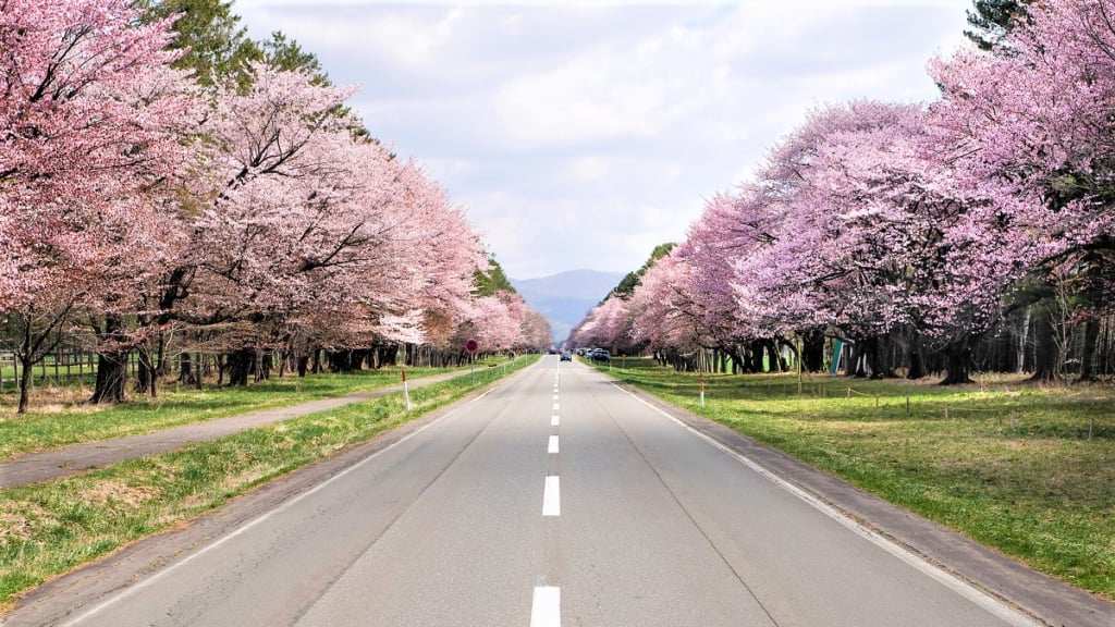 Recommended Cherry Blossom Appreciation Spots in Hokkaido [2023] Appreciate the cherry blossom scenery with a different flavor from that of Honshu