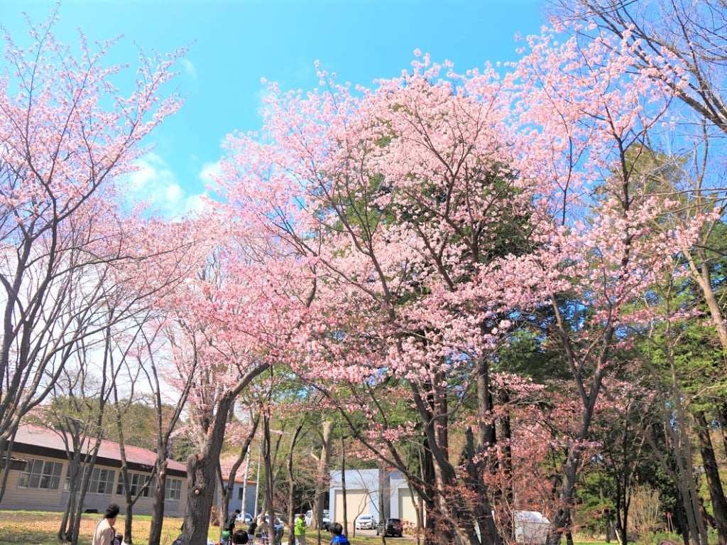 Recommended Cherry Blossom Appreciation Spots in Hokkaido [2023] Appreciate the cherry blossom scenery with a different flavor from that of Honshu