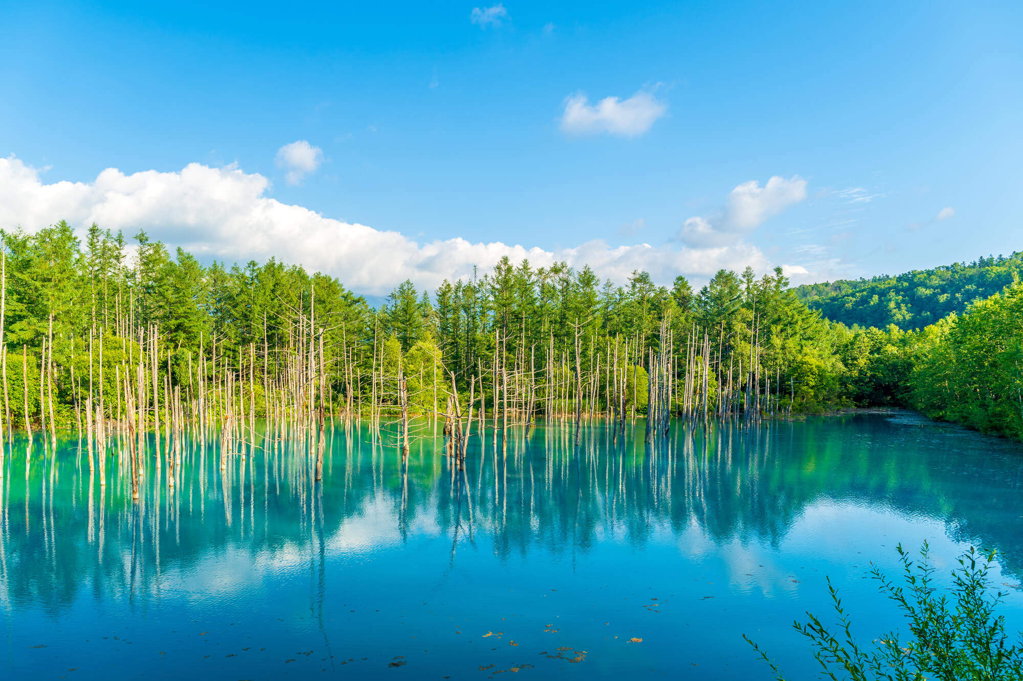 紫色花海的富良野/四彩之丘的美瑛（北海道）