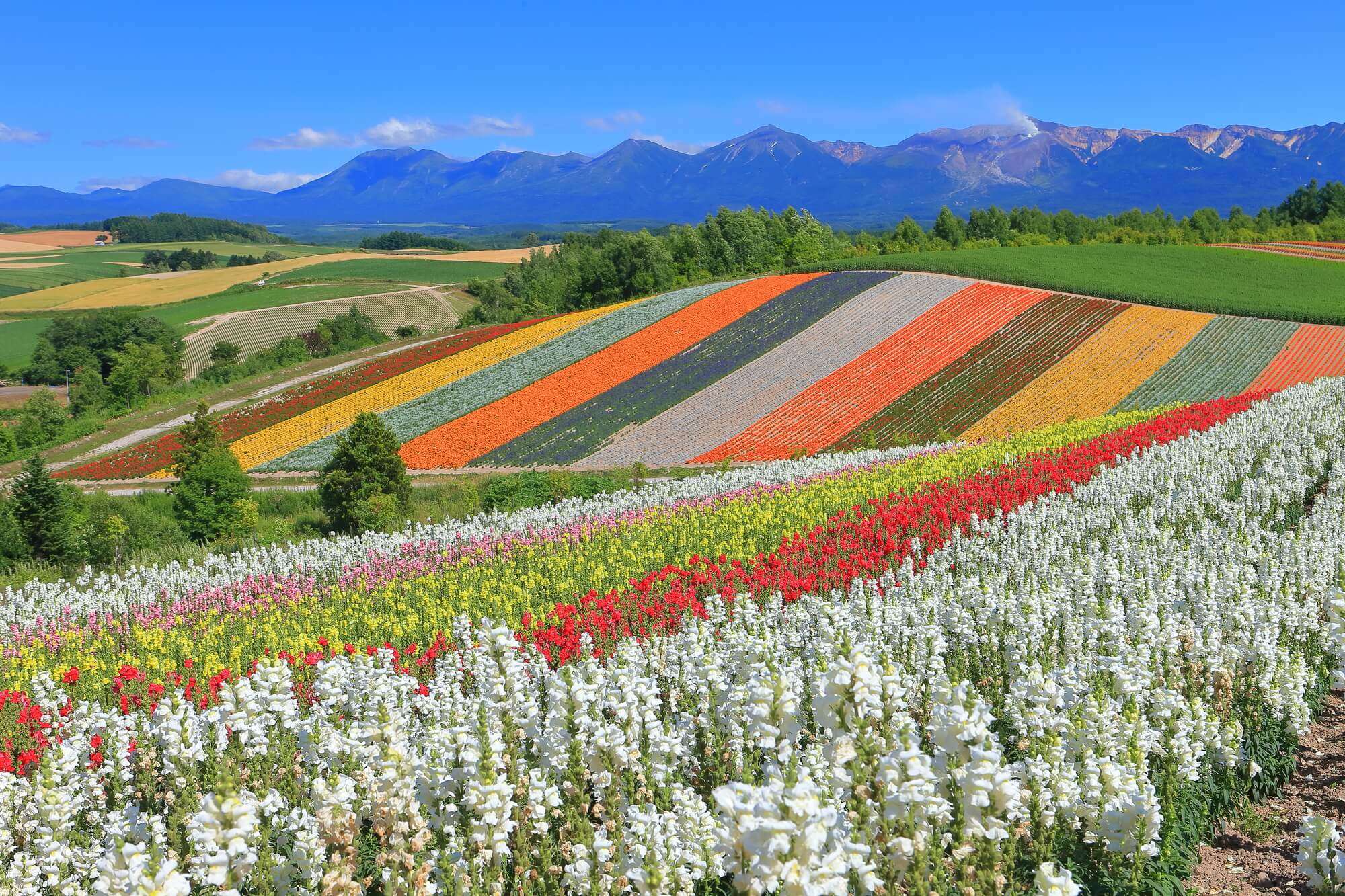 Furano in the Purple Flower Sea/Meiying in the Four Colored Hill (Hokkaido)