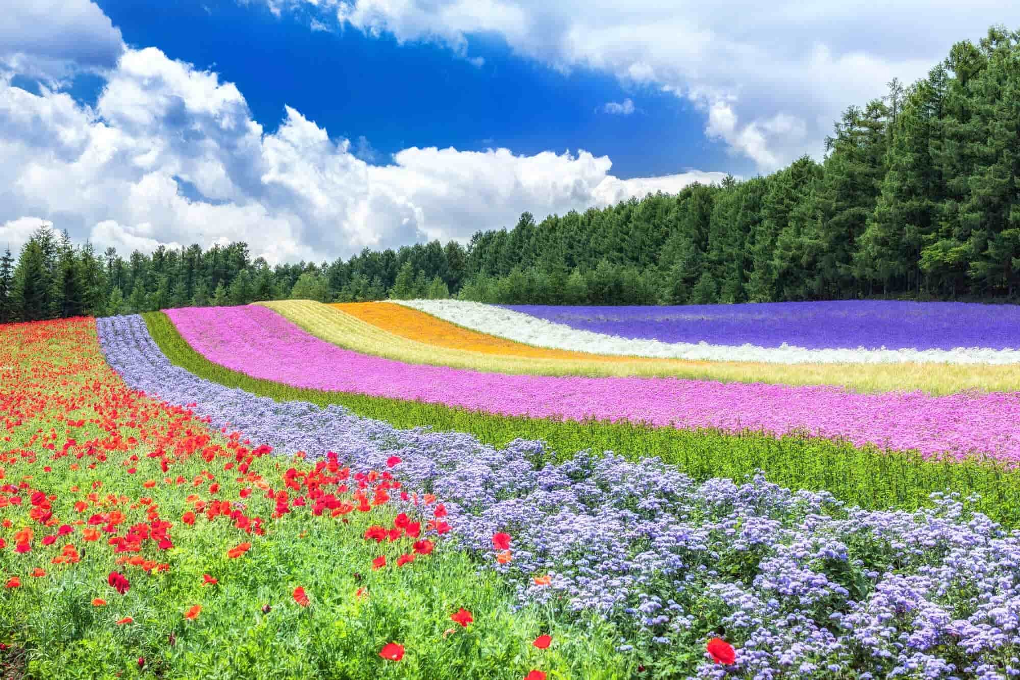 紫色花海的富良野/四彩之丘的美瑛（北海道）