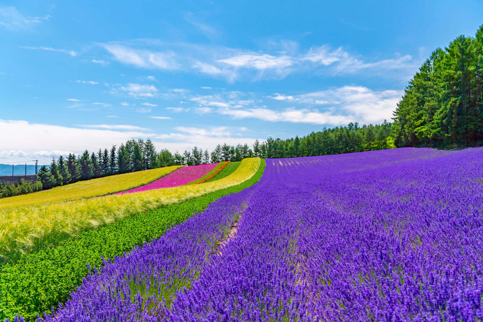 Furano in the Purple Flower Sea/Meiying in the Four Colored Hill (Hokkaido)