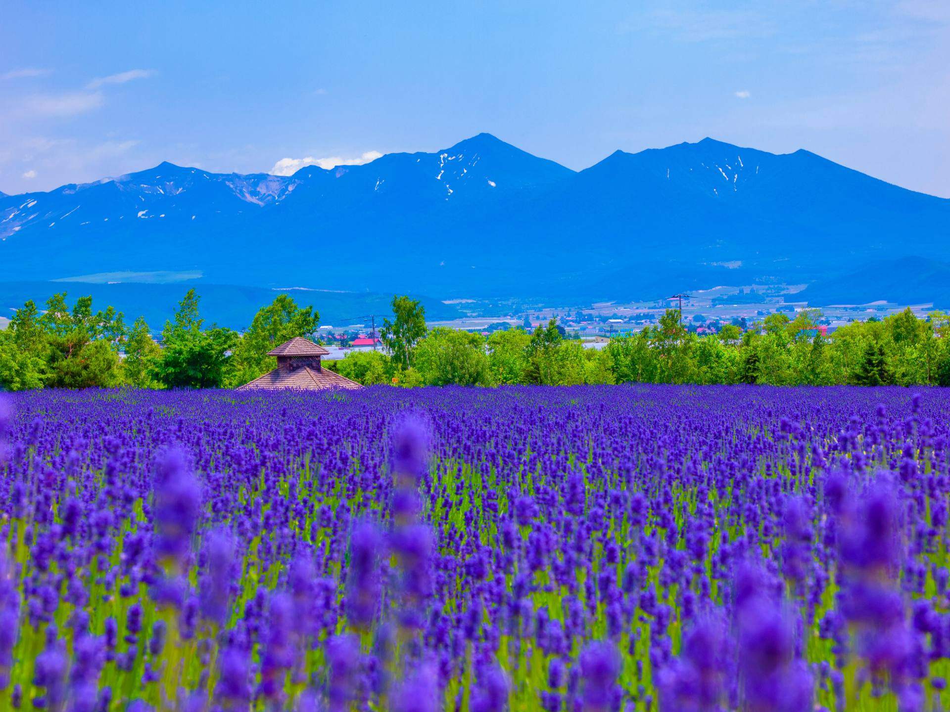 Furano in the Purple Flower Sea/Meiying in the Four Colored Hill (Hokkaido)