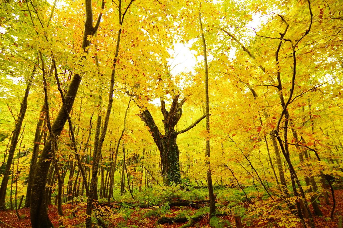 Having Rich and Beautiful Nature in Aomori Prefecture (Northeast Japan)