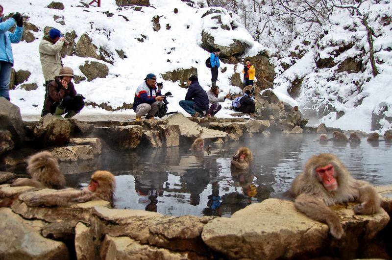 Watching Monkeys Soak in Hot Springs on the Roof of Japan (Nagano Prefecture)